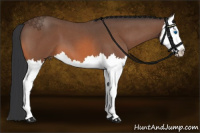 Horse Color:Bay Roan Splash 