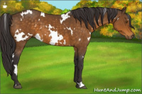 Horse Color:White Spotted Buckskin