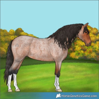 Horse Color:Bay Roan 