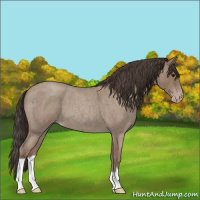 Horse Color:Classic Champagne Roan