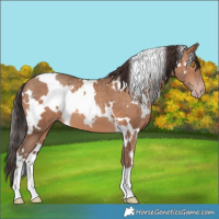 Horse Color:White Spotted Sable Champagne 