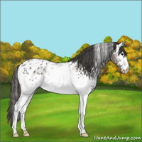 Horse Color:White Spotted Grullo Appaloosa 