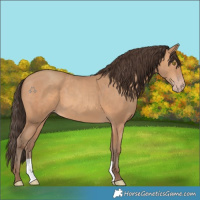 Horse Color:Amber Champagne 