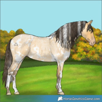 Horse Color:White Spotted Amber Cream Champagne Roan