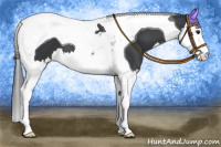 Horse Color:Black Splash Tobiano 