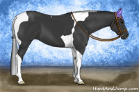 Horse Color:Black Tobiano 