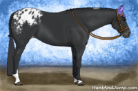 Horse Color:Black Tobiano Appaloosa 
