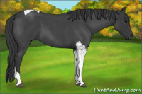 Horse Color:Blue Roan Tobiano 