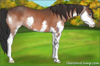 Horse Color:Bay Splash 