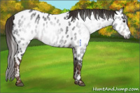 Horse Color:Gray Liver Chestnut Near Leopard 
