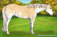 Horse Color:Palomino Splash 