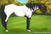 Horse Color:Brown Appaloosa 
