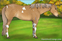 Horse Color:Palomino Tobiano 