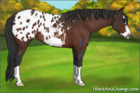 Horse Color:Bay Splash Frame Appaloosa Rabicano 