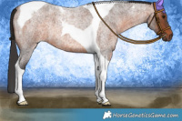 Horse Color:Brown Roan Tobiano 