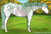 Horse Color:Watercolor Buckskin Splash Appaloosa 