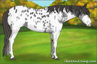 Horse Color:Black Splash Appaloosa 