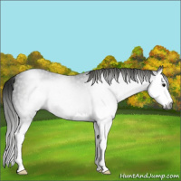 Horse Color:Gray Smoky Blue Roan Splash
