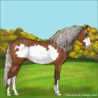 Horse Color:Silver Buckskin Frame Rabicano 