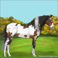 Horse Color:White Spotted Bay Frame Appaloosa 