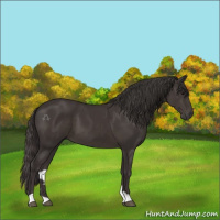 Horse Color:Smoky Black 
