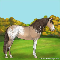 Horse Color:White Spotted Amber Champagne Appaloosa Rabicano 