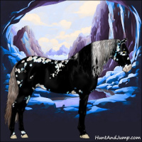 Horse Color:White Spotted Amber Champagne Frame Appaloosa 