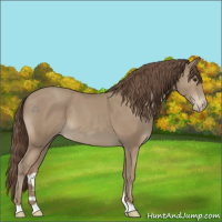 Horse Color:Classic Champagne Appaloosa 