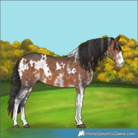 Horse Color:White Spotted Brown 