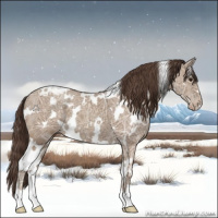 Horse Color:White Spotted Classic Champagne Ice Appaloosa 
