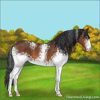 Horse Color:White Spotted Bay 
