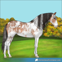 Horse Color:White Spotted Bay 