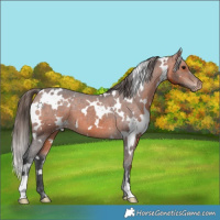 Horse Color:White Spotted Bay Varnish 
