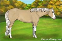 Horse Color:Palomino Dun Splash 