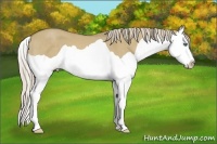 Horse Color:Palomino Dun Splash