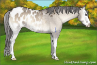 Horse Color:Brown Roan Onyx Sabino Splash Appaloosa Rabicano Brindle 