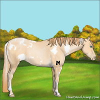Horse Color:White Spotted Buckskin Pearl