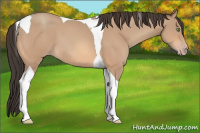 Horse Color:Amber Champagne Tobiano 