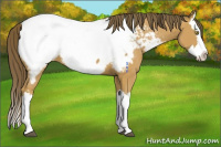 Horse Color:Buckskin Splash Near Fewspot 