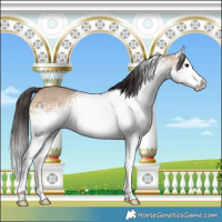 Horse Color:White Spotted Bay Dun 