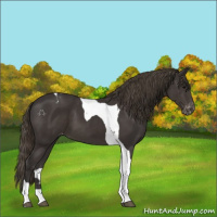 Horse Color:Smoky Black Tobiano Appaloosa 