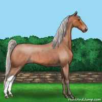 Horse Color:Silver Bay Roan