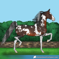 Horse Color:White Spotted Brown Splash Rabicano 