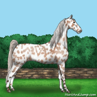 Horse Color:Silver Bay Roan Appaloosa 