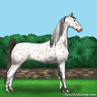 Horse Color:Bay Roan Sabino Near Leopard 