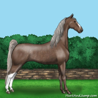 Horse Color:Silver Black Rabicano 