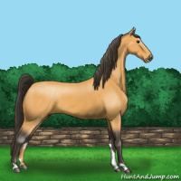 Horse Color:Buckskin 