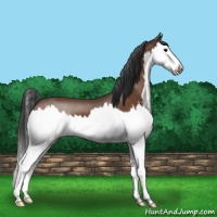 Horse Color:Bay Splash 