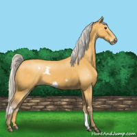 Horse Color:White Spotted Silver Buckskin Frame