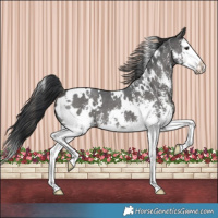 Horse Color:White Spotted Black Sabino Splash